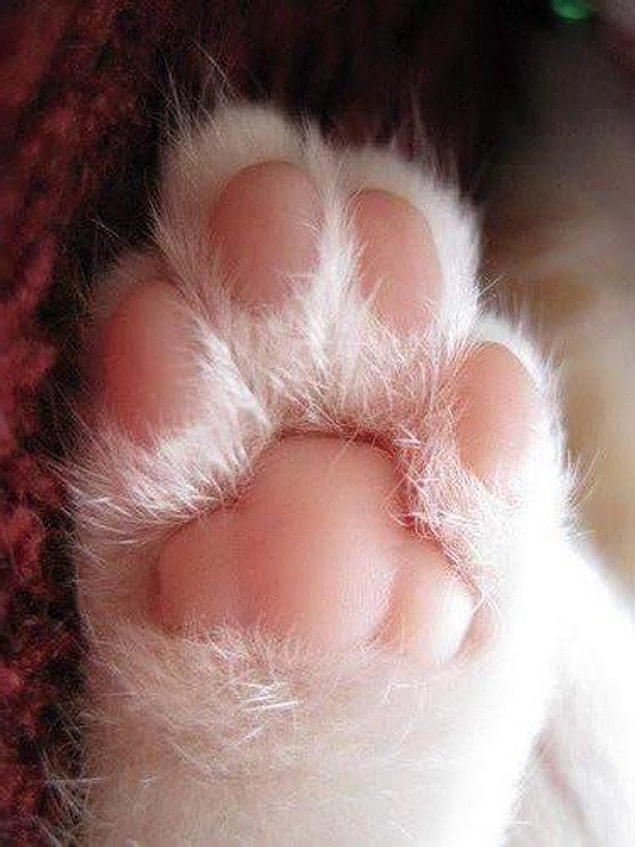 1. I mean, look at those chubby paws!