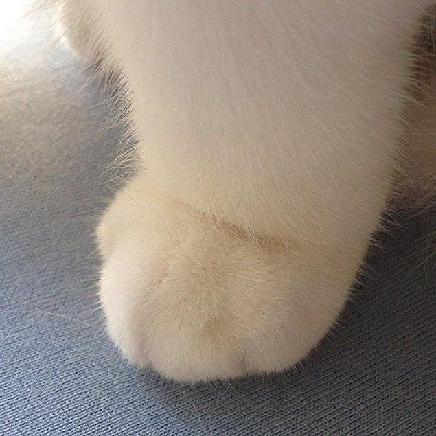 18. Just a fluffy paw to cure all your problems.