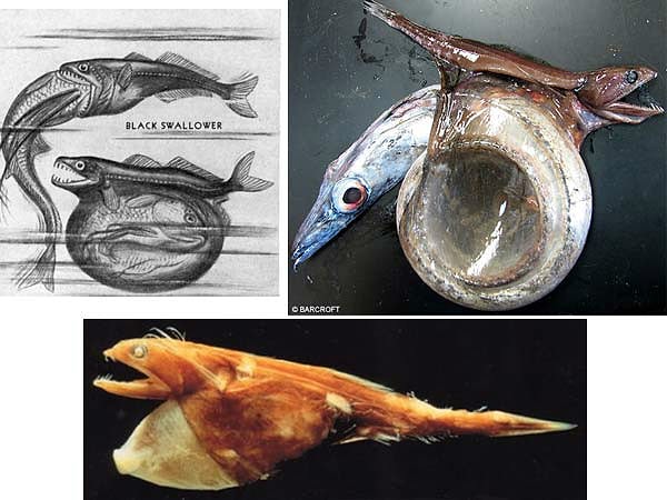 8. Чёрный живоглот