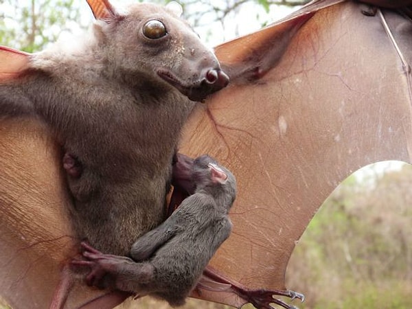 11. Молотоголовый крылан