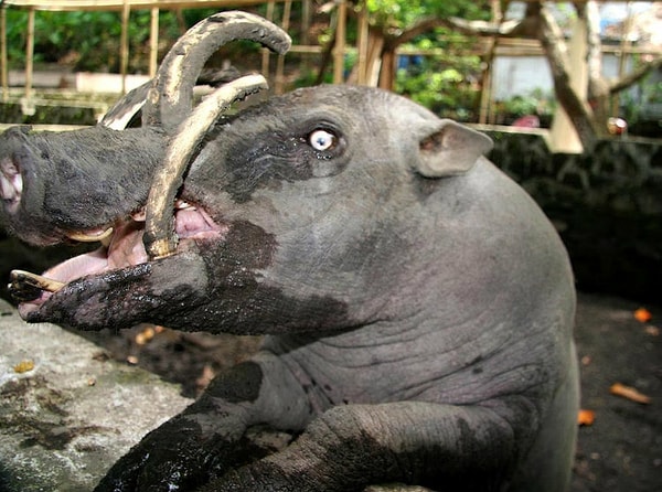 12. Бабирусса