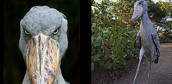 20 жутковатых существ, которые действительно существуют