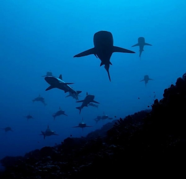 7. Глубоко под водой