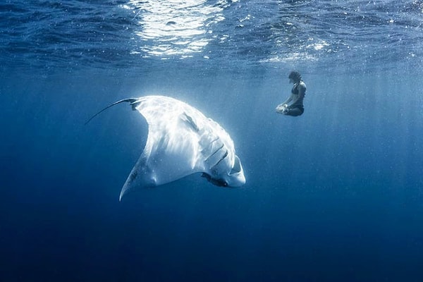 17. Гигантский морской дьявол