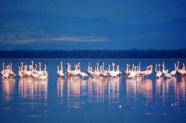 17. Nakuru Gölü, Kenya