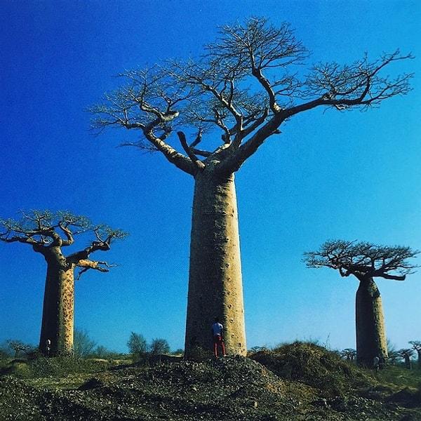 Storm üç ağaçı National Geographic’de görür ve fotoğraflarını çekmesi için Tony’i Madagaskar’a gönderir.