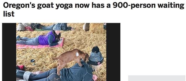 15. Oregon'lu Yoga keçisinin bekleme listesinde 900 kişi birikti.