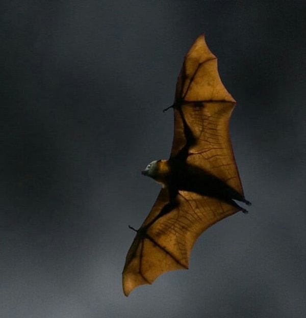 6. Огромные летучие лисицы — разносчики вирусов и заболеваний