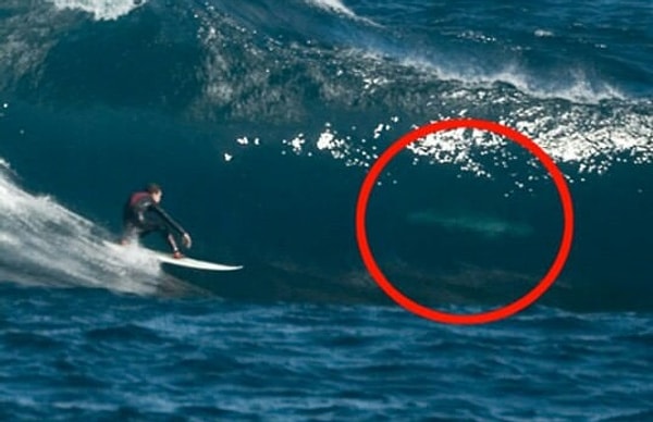 8. Белые акулы, тихо поджидающие беззаботных серферов