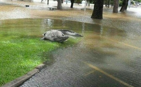 9. Крокодилы на улицах