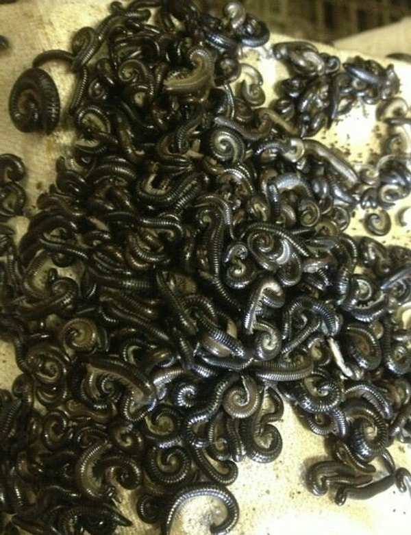 16. Многоножки. Брррррр!!!