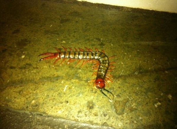 19. Ядовитые сколопендры