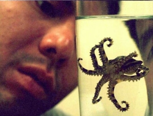 22. Ядовитые cинекольчатые осьминоги. Кстати, антидота от их яда не существует