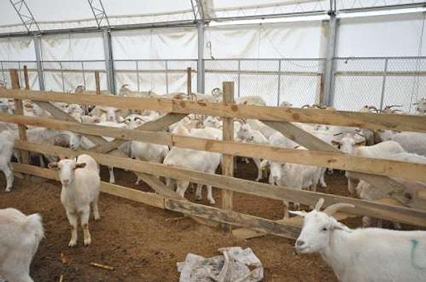 13. Trabzon Arsin'de hırsızlar bir ağıldan 13 adet keçi çaldı.