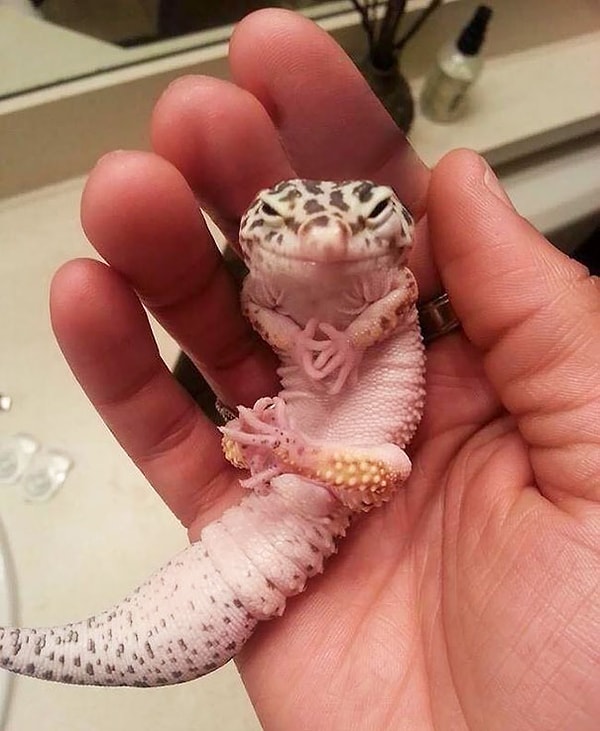 6. "Тем же, чем и вчера, Пинки, — попробуем завоевать мир!"