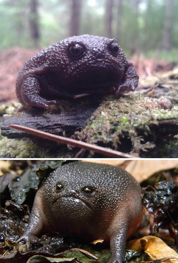 9. Сыт по горло этой лягушачьей жизнью