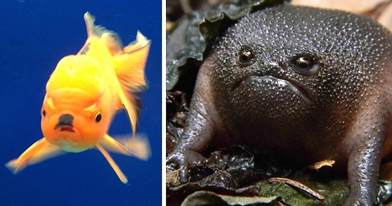 15 самых сердитых в мире животных: не становись у них на пути!