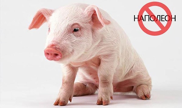 3. Во Франции нельзя называть поросёнка именем  "Наполеон"
