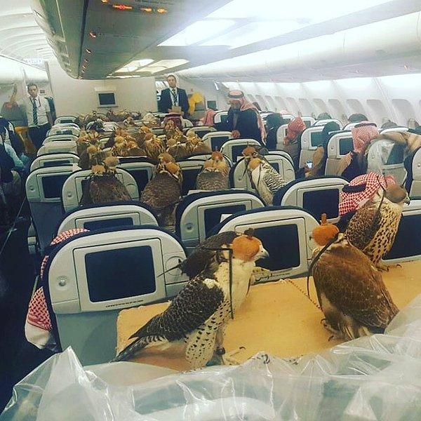 Suudi Arabistan'da bir prens Cidde'ye giden A330 marka uçakta 80 şahini için bilet satın aldı ve yırtıcı kuşlar ekonomi sınıfında seyahat etti.