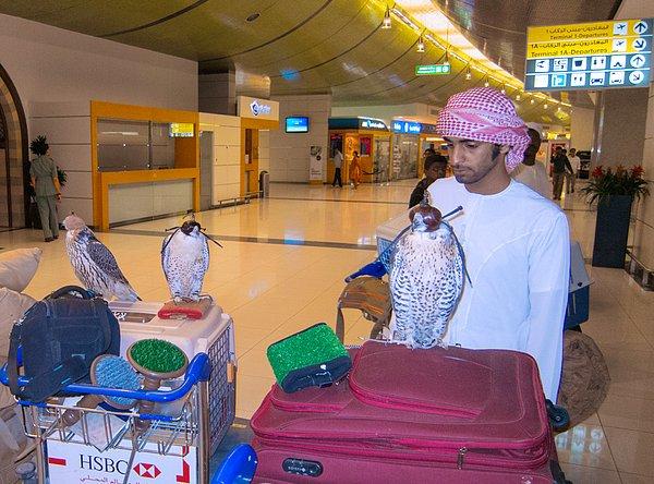 Qatar Airways bir kabinde en fazla 6 kuş cinsi yolcuya izin veriyor.