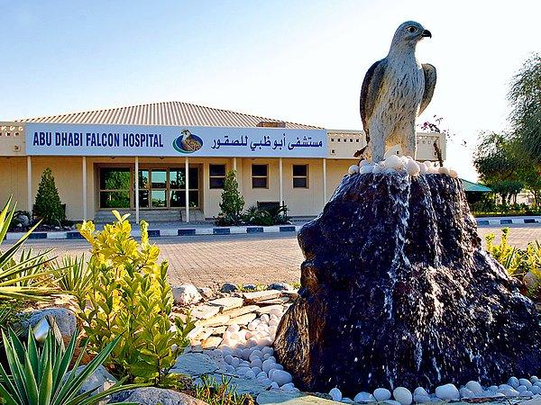 BAE'de bu kuşlara bakmak o kadar önemli ki Abu Dhabi'de her türlü altyapıya sahip bir şahin hastanesi bile var.