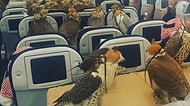 Yırtıcı Kuşlar Ekonomi Sınıfında! Arap Prens 80 Adet Şahini İçin Uçak Bileti Aldı