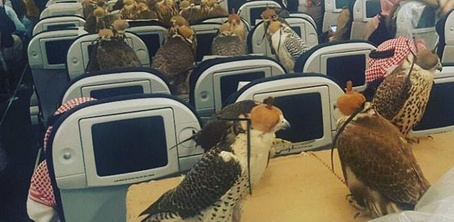 Yırtıcı Kuşlar Ekonomi Sınıfında! Arap Prens 80 Adet Şahini İçin Uçak Bileti Aldı