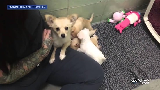 Yavrularıyla Tekrar Bir Araya Gelen Anne Köpeğin Paha Biçilemez Mutluluğu