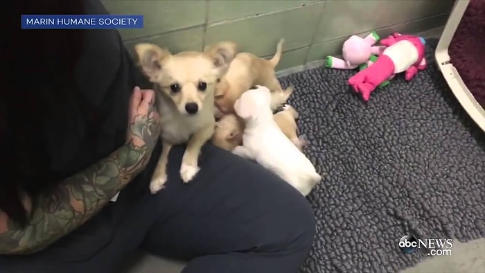 Yavrularıyla Tekrar Bir Araya Gelen Anne Köpeğin Paha Biçilemez Mutluluğu