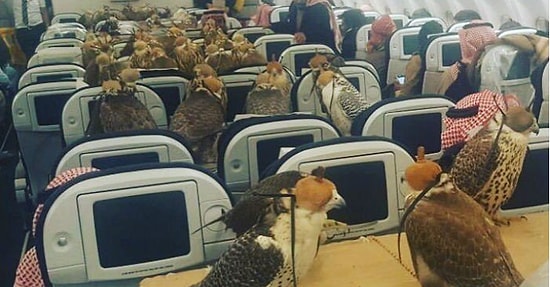 80 птиц прокатились в эконом-классе самолета: саудовский принц оплатил все билеты