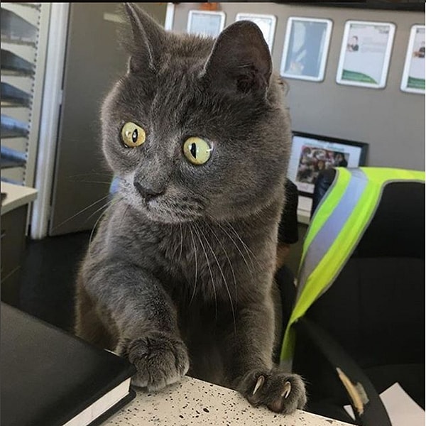 7. "Если бы вы встретили этот маленький комочек в реальной жизни, вы бы увидели то, что видим мы: смешного, счастливого, любящего котенка!"