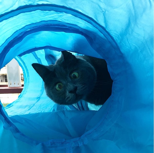 6. Под "секретным местом" подразумевается балкон, построенный специально для него: там много игрушек и роскошный кошачий газон, ведь ему нельзя выходить на улицу из-за проблем со слухом и зрением, поэтому хозяева организовали живой уголок в доме.