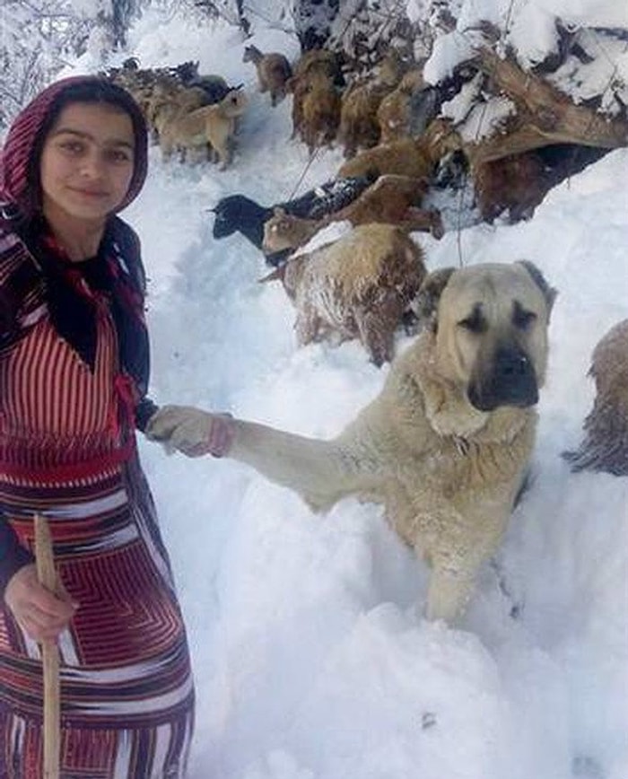 Anne Keçi ve Yavrusunu Sırtlayan Rizeli Hamdu Sena ve Köpeği Tomi'nin Hikâyesi