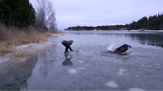 Donmuş Göle Düşen Geyiği Kurtaran Güzel İnsanlar