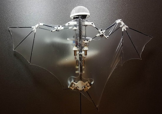 Dünyanın İlk Yarasa Robotu: Bat Bot