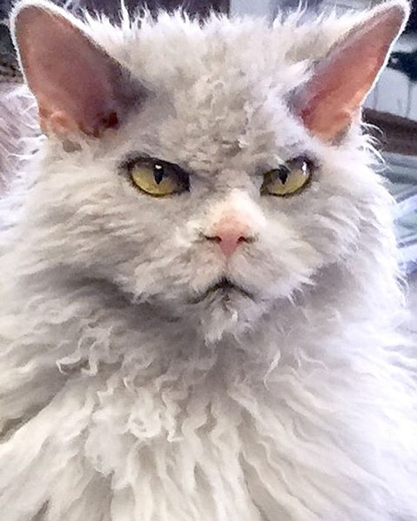 21. Напыщенный Альберт( Pompous Albert) - 123 тыс. подписчиков