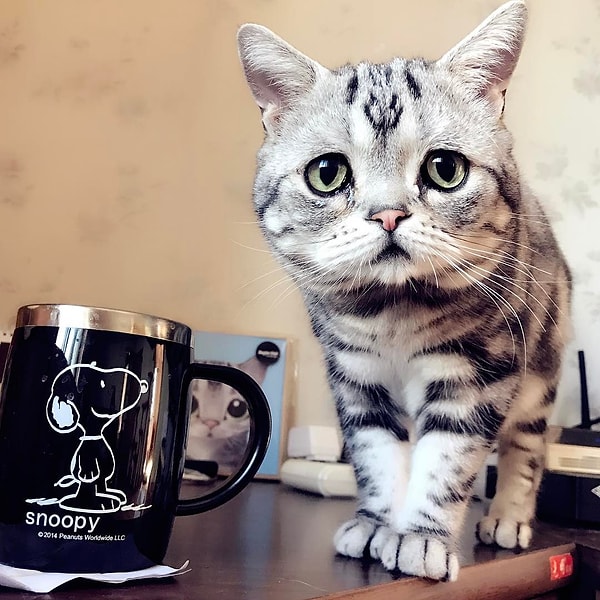 20. Луху (Luhu) - 132 тыс. подписчиков