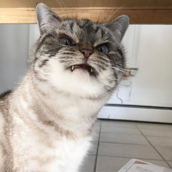 17. Локи (Loki) - 222 тыс. подписчиков