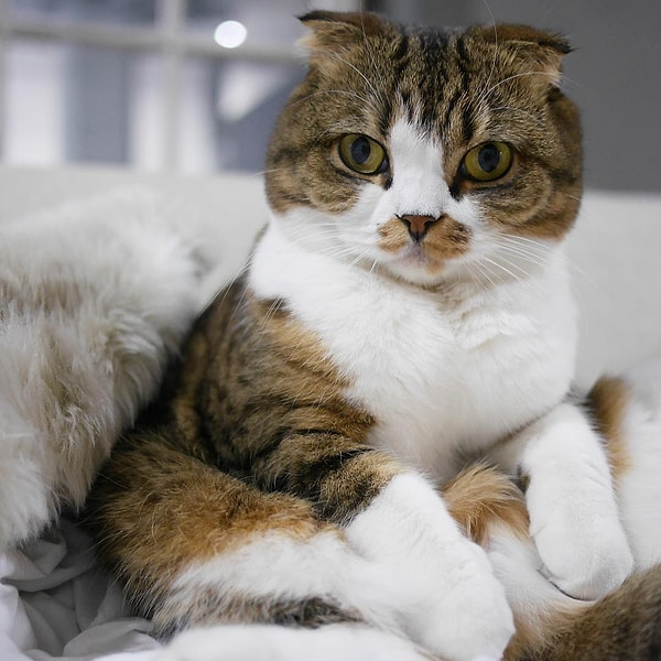 14. Макка (Maccha) - 358 тыс. подписчиков