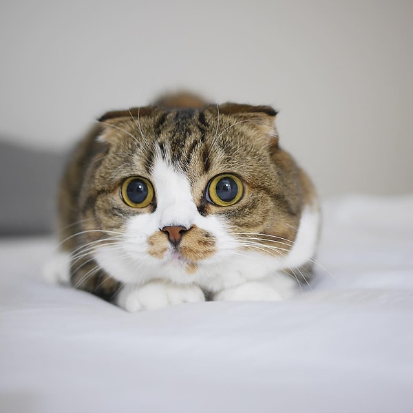 14. Макка (Maccha) - 358 тыс. подписчиков