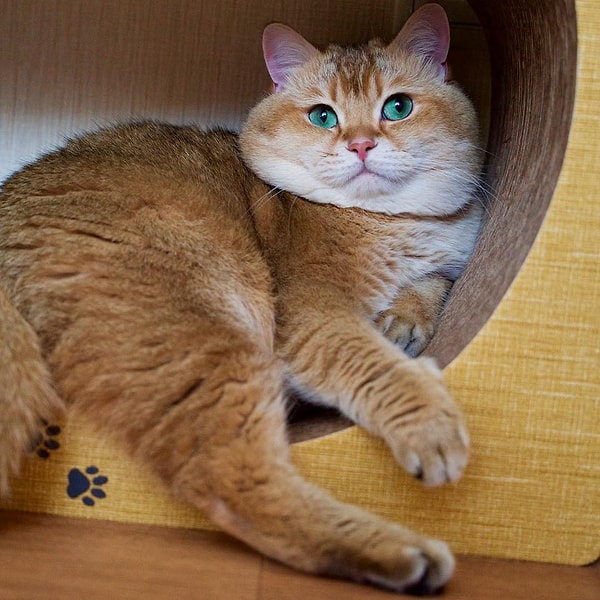 12. Хосико (Hosico) - 453 тыс. подписчиков