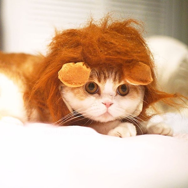 11. Вафля (Waffles) - 467 тыс. подписчиков