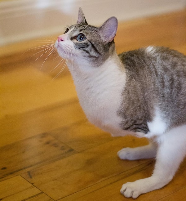 10. Роукс (Roux) - 468 тыс. подписчиков