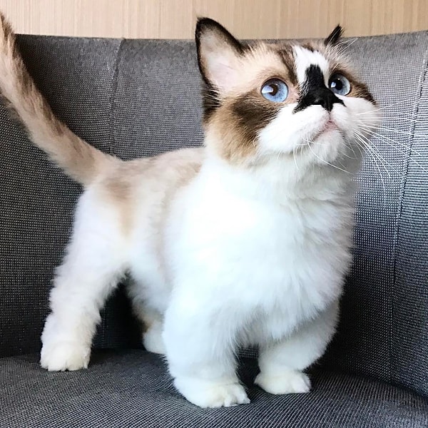 9. Альберт (Albert) - 480 тыс. подписчиков