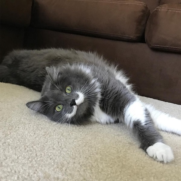 8. Гамильтон (Hamilton) - 677 тыс. подписчиков