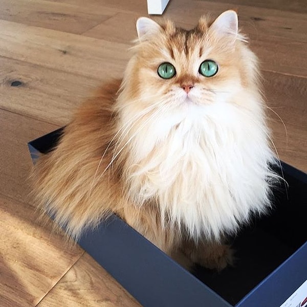 7. Смузи (Smoothie) - 812 тыс. подписчиков