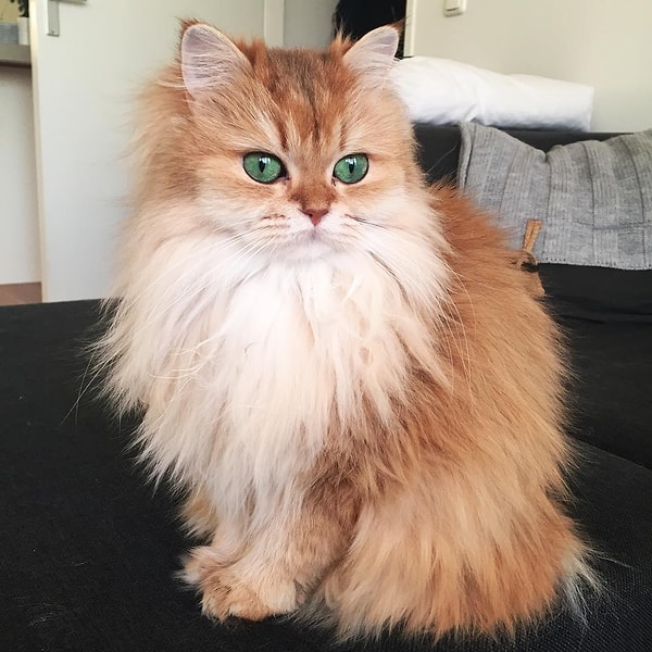 7. Смузи (Smoothie) - 812 тыс. подписчиков