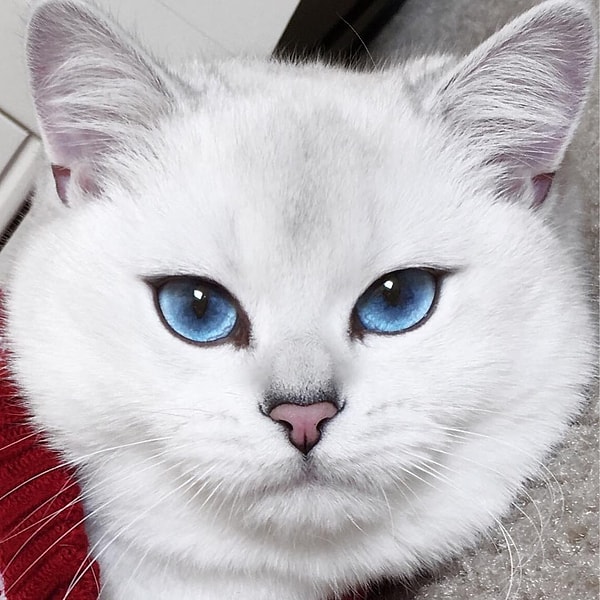 6. Коби (Coby) - 928 тыс. подписчиков