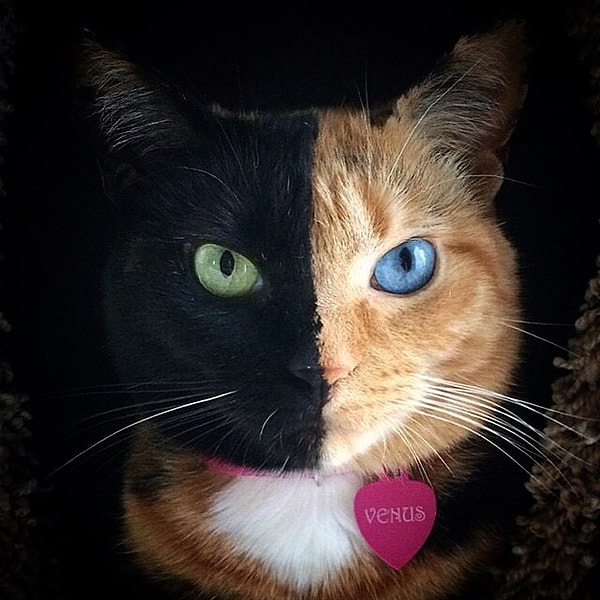 5. Венера (Venus) - 1,2 млн. подписчиков