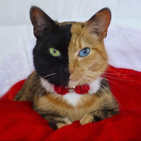 5. Венера (Venus) - 1,2 млн. подписчиков